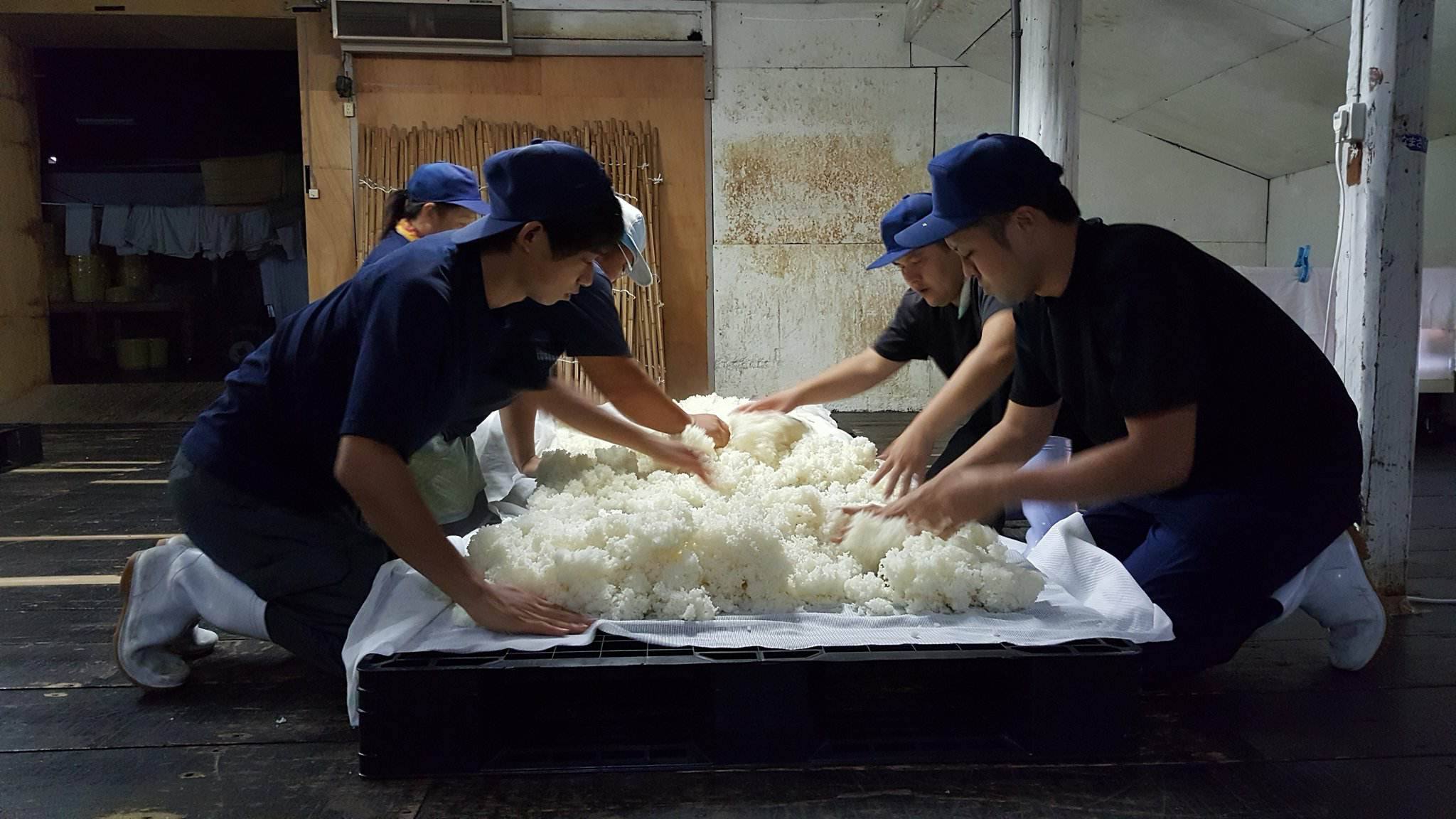 Mitsutake brewery workers preparing rice for sake brewing process